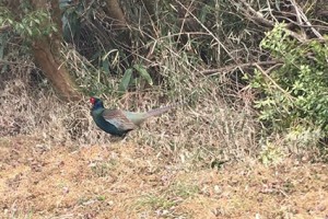芦ノ湖高原別荘地