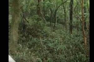 森